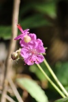 Geranium 2.JPG